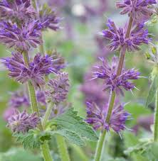 Attēlu rezultāti vaicājumam “Salvia verticillata”