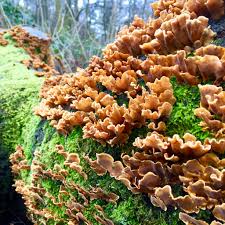 Attēlu rezultāti vaicājumam “Stereum fasciatum”