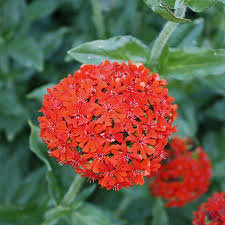 Attēlu rezultāti vaicājumam “Silene chalcedonica flower”