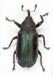 Attēlu rezultāti vaicājumam “Magdalis sp.”