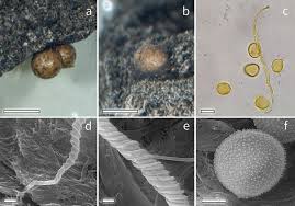 Attēlu rezultāti vaicājumam “Diderma rufostriatum spores”