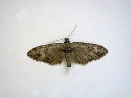 Attēlu rezultāti vaicājumam “Eupithecia exiguata”