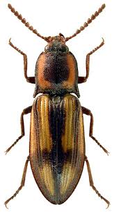 Attēlu rezultāti vaicājumam “Selatosomus cruciatus”