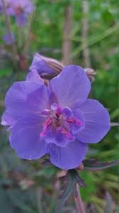 Image result for Geranium pratense