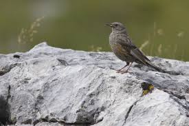 Image result for Prunella collaris