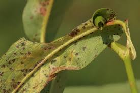 Attēlu rezultāti vaicājumam “Calybites phasianipennella”