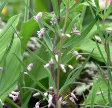 Attēlu rezultāti vaicājumam “Polygonatum verticillatum leaf”