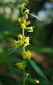 Image result for Solidago virgaurea