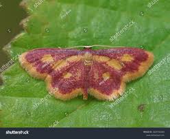 Attēlu rezultāti vaicājumam “Idaea muricata”