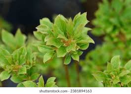 Attēlu rezultāti vaicājumam “Enkianthus chinensis leaf”