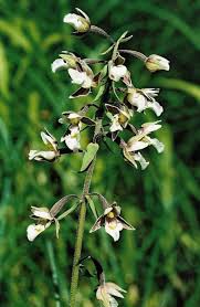 Attēlu rezultāti vaicājumam “Epipactis palustris leaf”