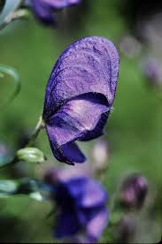 Image result for Aconitum napellus