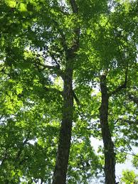 Attēlu rezultāti vaicājumam “Tilia amurensis”