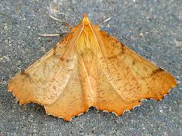 Attēlu rezultāti vaicājumam “Ennomos autumnaria male”