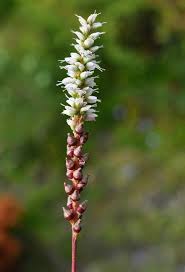 Attēlu rezultāti vaicājumam “Bistorta vivipara flower”