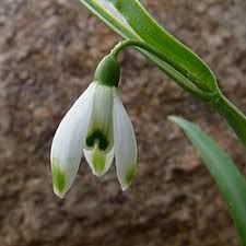 Attēlu rezultāti vaicājumam “Galanthus nivalis bud”