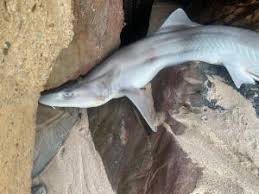 Image result for Furgaleus macki