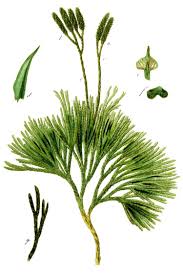 Attēlu rezultāti vaicājumam “Diphasium complanatum”