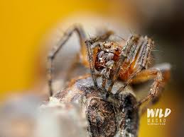 Attēlu rezultāti vaicājumam “Gibbaranea gibbosa”