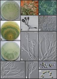 Attēlu rezultāti vaicājumam “Hypocrea gelatinosa”