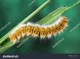 Attēlu rezultāti vaicājumam “Lasiocampa trifolii male”