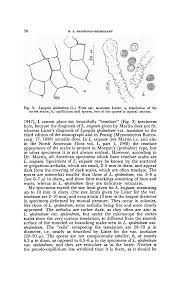Attēlu rezultāti vaicājumam “Enerthenema papillatum young”