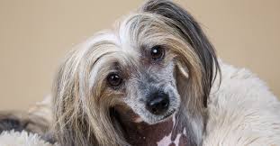 Image result for ugliest dog