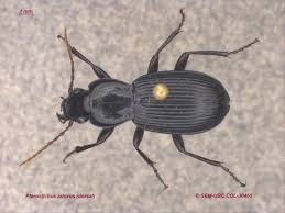 Attēlu rezultāti vaicājumam “Pterostichus melanarius”