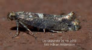 Attēlu rezultāti vaicājumam “Acrolepiopsis assectella”