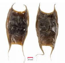 Image result for Amblyraja hyperborea