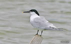 Attēlu rezultāti vaicājumam “Sterna sandvicensis adult”