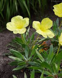 Image result for Nachtkerze