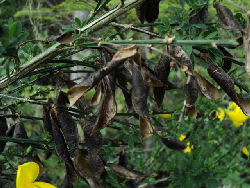 Attēlu rezultāti vaicājumam “Cytisus scoparius fruit”