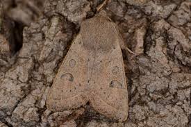 Attēlu rezultāti vaicājumam “Orthosia gracilis”