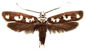 Attēlu rezultāti vaicājumam “Yponomeutidae”