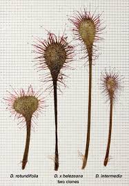 Attēlu rezultāti vaicājumam “Drosera x obovata leaf”