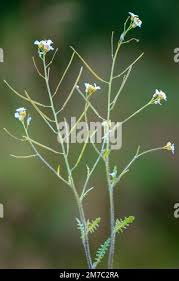 Attēlu rezultāti vaicājumam “Cardaminopsis arenosa bud”