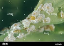 Attēlu rezultāti vaicājumam “Lepidosaphes ulmi”