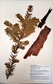 Attēlu rezultāti vaicājumam “Taxus baccata leaf”