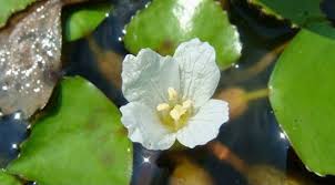 Attēlu rezultāti vaicājumam “Trapa natans”