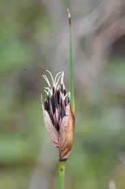 Attēlu rezultāti vaicājumam “Schoenus ferrugineus”