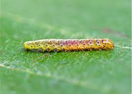 Attēlu rezultāti vaicājumam “Carpatolechia proximella”