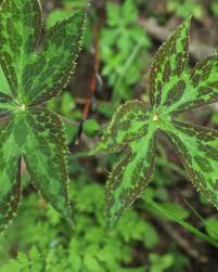 Attēlu rezultāti vaicājumam “Podophyllum hexandrum”