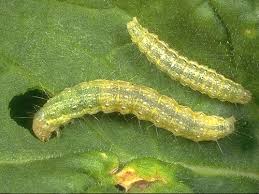 Attēlu rezultāti vaicājumam “Plutella xylostella”