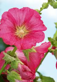Image result for Alcea (althaea) rosea