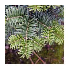 Attēlu rezultāti vaicājumam “Abies balsamea”