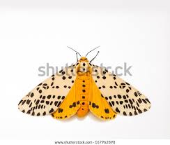 Attēlu rezultāti vaicājumam “Spilosoma lutea imago”