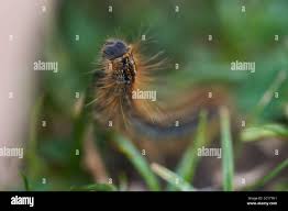 Attēlu rezultāti vaicājumam “Malacosoma castrensis larva”