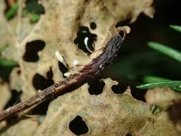 Attēlu rezultāti vaicājumam “Typhula erythropus”