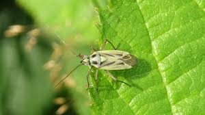 Attēlu rezultāti vaicājumam “Stenotus binotatus male”